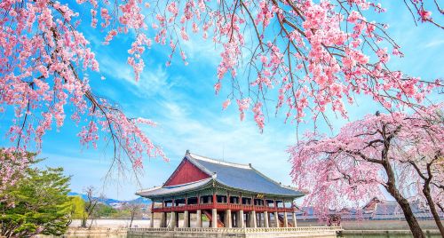 Mùa hoa anh đào ở Hàn Quốc năm 2026 diễn ra khi nào?