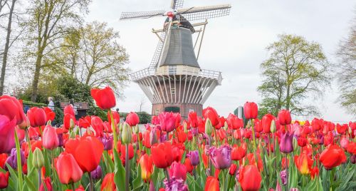 Lễ hội hoa tulip Keukenhof 2026 ở Hà Lan có gì đặc sắc?