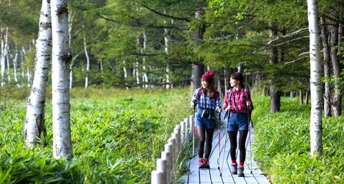 “Tắm rừng” ở Nhật Bản: khi thiên nhiên trở thành liệu pháp chữa lành