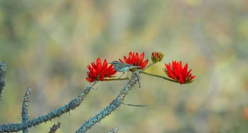 Mùa hoa tháng 3 và bản đồ trải nghiệm cảnh quan từ Bắc tới ‘nóc nhà Nam Bộ'