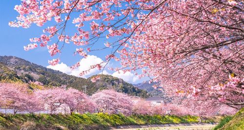 6 lưu ý khi săn hoa anh đào châu Á để không lỡ mùa đẹp nhất