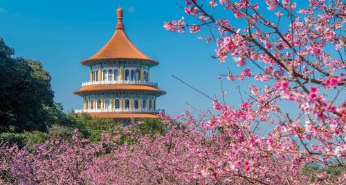 Hoa anh đào Đài Loan: top 4 địa điểm ngắm hoa nổi tiếng