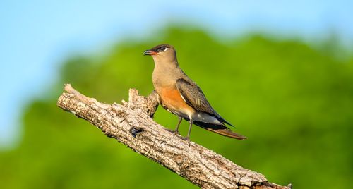 Top 11 điểm du lịch ngắm chim đẹp nhất thế giới