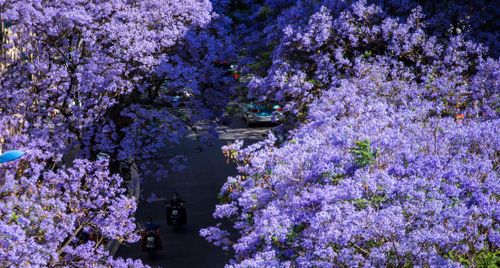 Mùa phượng tím ở Côn Minh – khi cả thành phố chìm trong sắc tím mê hoặc