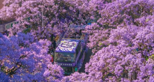 Top 5 tour Côn Minh mùa phượng tím khởi hành từ Hà Nội & TP.HCM “hot” nhất 2026