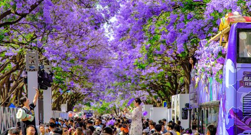 Du lịch Côn Minh tháng 4 có gì? Kinh nghiệm săn mùa hoa phượng tím đẹp nhất