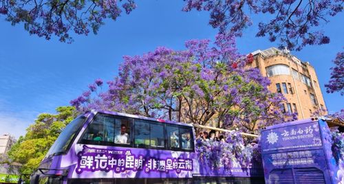 Top 3 tour Côn Minh ngắm hoa phượng tím khởi hành từ Hà Nội