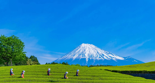 Top 4 tour Nhật Bản giá cực tốt cho mùa hè chỉ từ 21.499.000 VND/khách