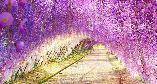 8 địa điểm ngắm hoa tử đằng nổi tiếng nhất ở Nhật Bản