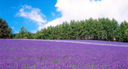 Top 4 tour Hokkaido – Nhật Bản nổi bật không thể bỏ lỡ mùa hè này