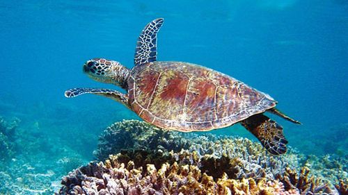 Chiêm ngưỡng Ningaloo - Rặng san hô đẹp nhất thế giới