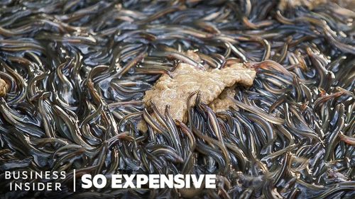 Vì sao Unagi là món ăn đắt tiền của Nhật Bản?
