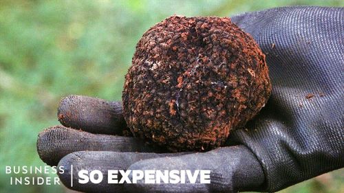 Tại sao nấm Truffles lại đắt như vậy ?