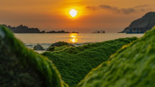 Ngắm mùa rêu xanh tuyệt đẹp ở biển Quy Nhơn