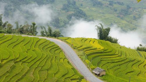 Góc cua "triệu view" phủ vàng mùa lúa chín ở Lào Cai như lạc vào tiên cảnh