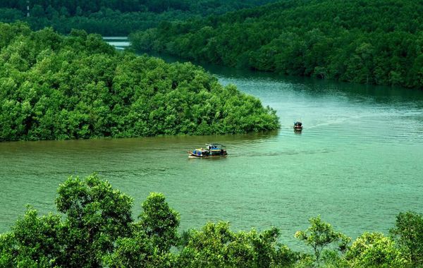 Khu Dự trữ sinh quyển rừng ngập mặn Cần Giờ - “Lá phổi xanh” của TP.HCM