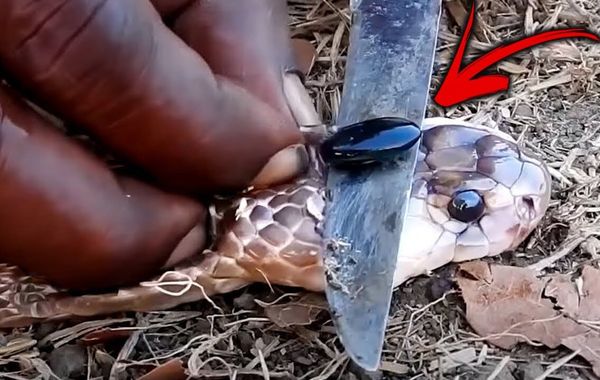 12 Viên đá hiếm và đắt nhất Thế Giới, không thể tìm thấy viên thứ 2.
