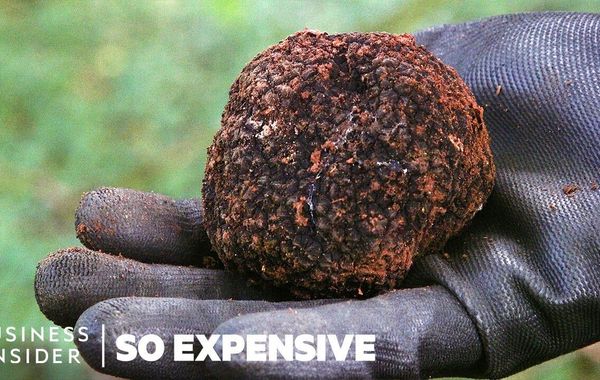 Tại sao nấm Truffles lại đắt như vậy ?