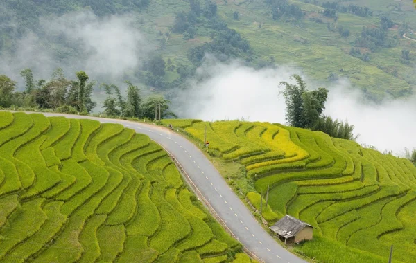 Góc cua "triệu view" phủ vàng mùa lúa chín ở Lào Cai như lạc vào tiên cảnh