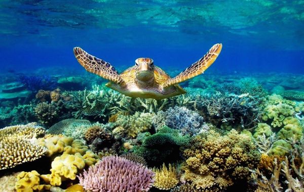 Trải nghiệm lặn biển ở Côn Đảo