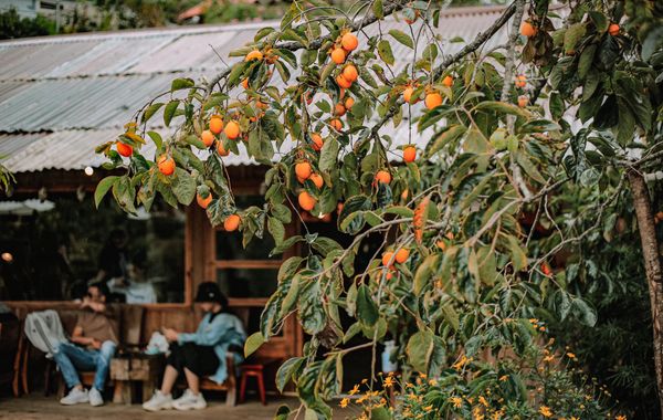 Mùa hồng Đà Lạt "gõ cửa": Lên đồ check-in ngay những khung hình mộng mơ