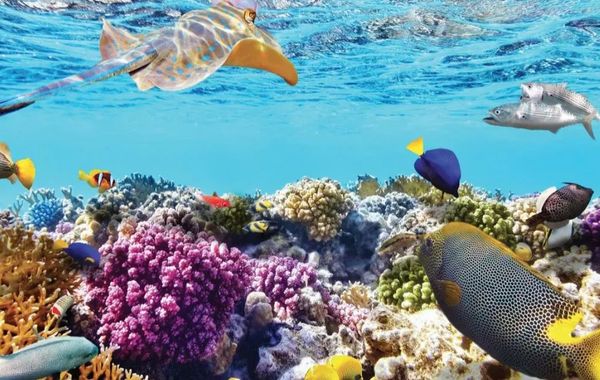 Rạn san hô: Bản thiết kế rực rỡ của tự nhiên