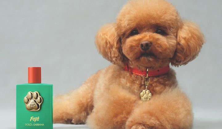 Dolce&Gabbana ra mắt Fefè, nước hoa đầu tiên dành cho chó