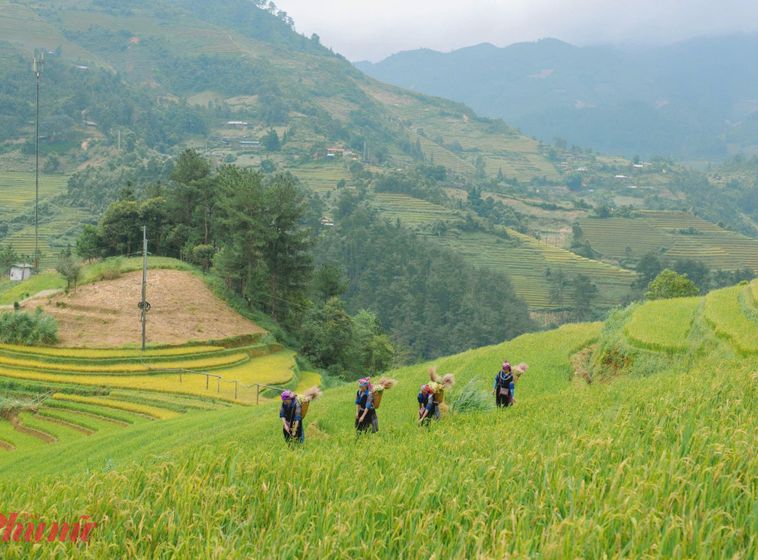 Khung cảnh bình dị khi người dân làm việc