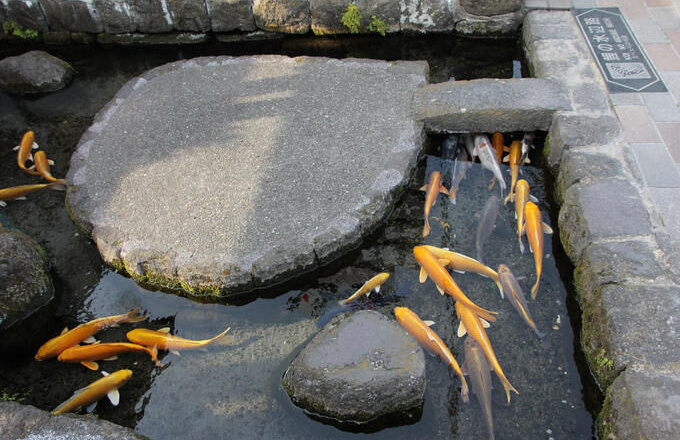 Ngôi làng cá koi dưới rãnh nước ở Nhật Bản