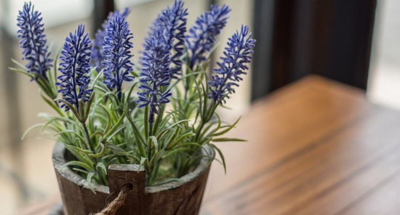 7 loại cây giúp bạn xua tan căng thẳng