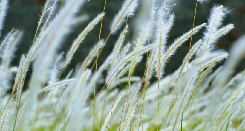 Kế bên Hoàng thành Huế có một bãi có tranh đẹp ngẩn ngơ