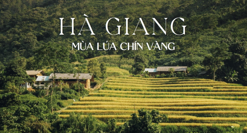 Hà Giang mùa lúa chín vàng khắp vùng trời phía Bắc nước ta