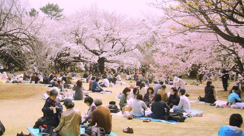Trải nghiệm lễ hội hoa anh đào Hanami rưc rỡ nhất Nhật Bản
