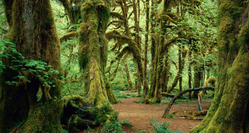 Khu rừng mưa cổ tích đẹp nhất nước Mỹ