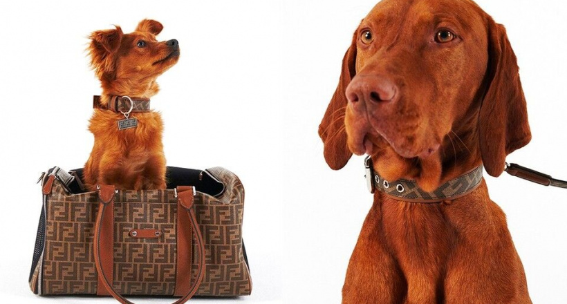 “Choáng” với BST dành cho thú cưng của Fendi