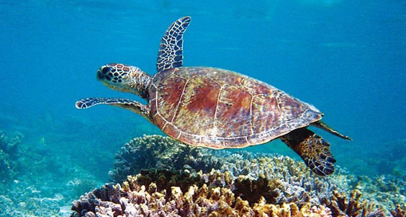Chiêm ngưỡng Ningaloo - Rặng san hô đẹp nhất thế giới