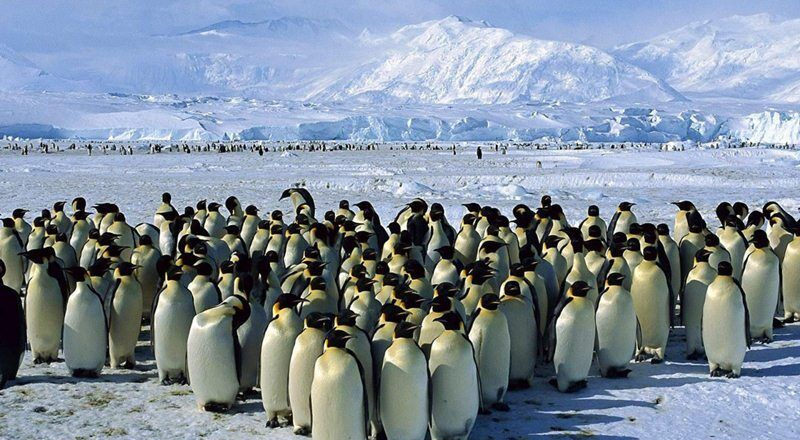 Tour thám hiểm Nam Cực cùng du thuyền Lars Eric Lindblad