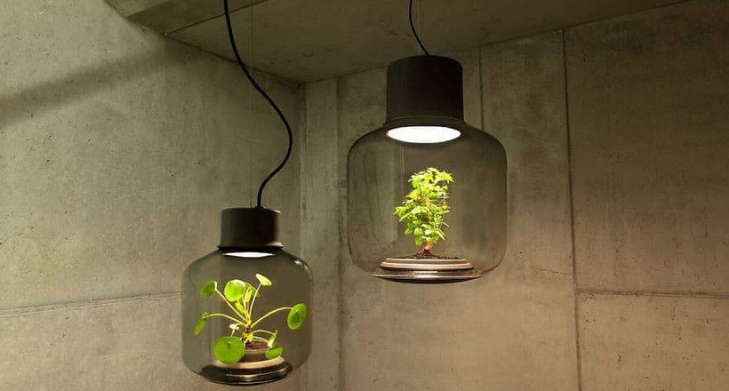 Bóng đèn trồng cây có giá trăm triệu