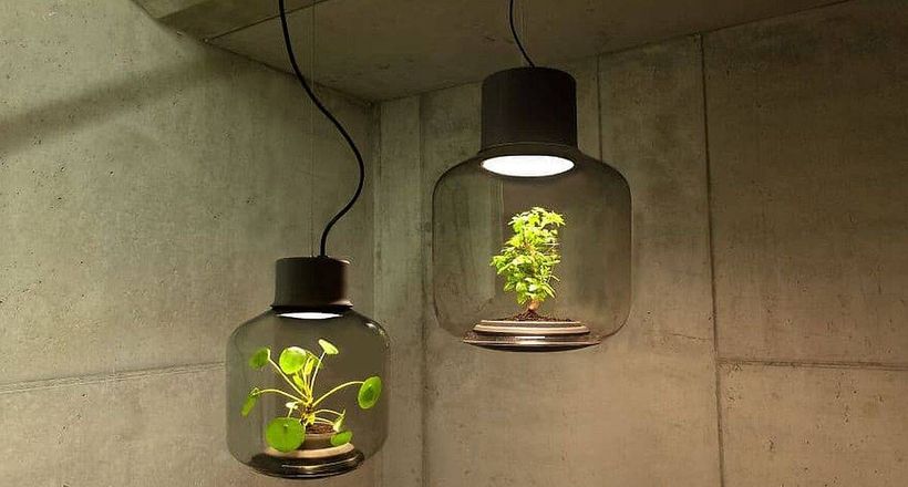 Bóng đèn trồng cây có giá trăm triệu