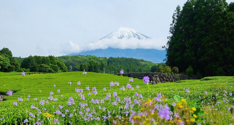 Những gam màu Nhật Bản qua ống kính chàng trai Việt