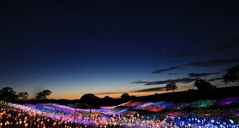 Cánh đồng ánh sáng huyền ảo tại California