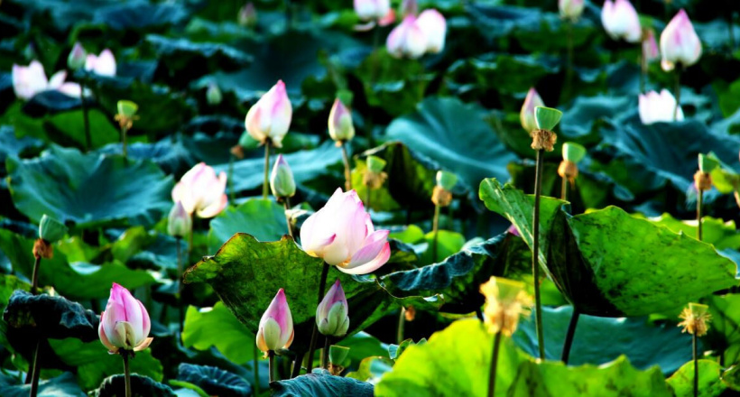 Lạc lối giữa đầm sen hồng thơ mộng ở thành phố biển Nha Trang