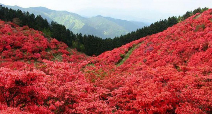 Chiêm ngưỡng sắc đỏ mùa thu giữa bạt ngàn màu xanh mùa hè