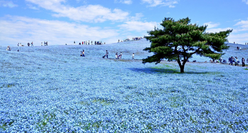Thiên đường hoa nở quanh năm ở Nhật Bản