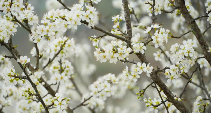 Mùa hoa mận máu đẹp lung linh