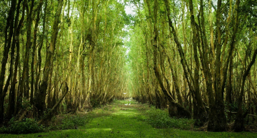 5 rừng tràm đẹp nhất miền Tây