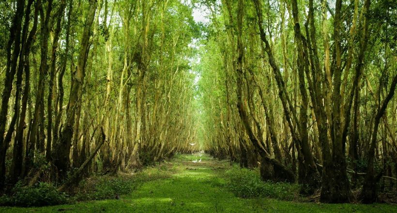 5 rừng tràm đẹp nhất miền Tây