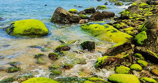 Đẹp hút hồn mùa biển rong rêu