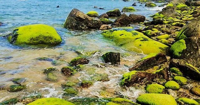 Đẹp hút hồn mùa biển rong rêu