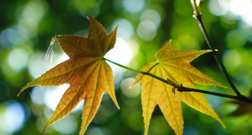 “Mở cửa lại bầu trời” liệu có an toàn khi COVID-19 chưa kết thúc?